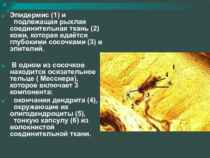 Эпидермис (1) и подлежащая рыхлая соединительная ткань (2) кожи, которая вдаётся