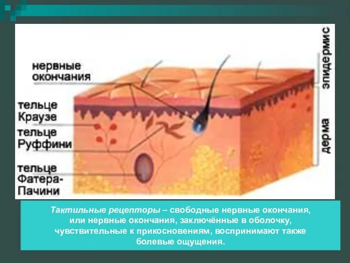 Тактильные рецепторы – свободные нервные окончания, или нервные окончания, заключённые в