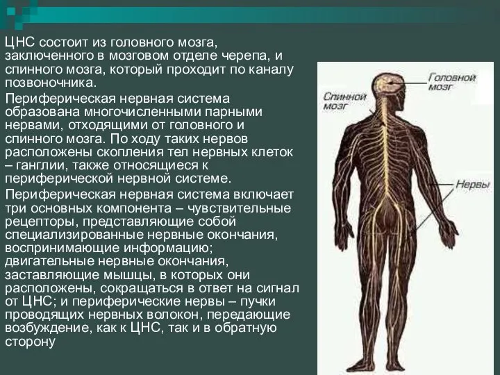 ЦНС состоит из головного мозга, заключенного в мозговом отделе черепа, и