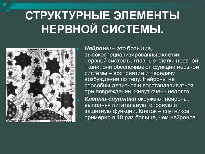 СТРУКТУРНЫЕ ЭЛЕМЕНТЫ НЕРВНОЙ СИСТЕМЫ. Нейроны – это большие, высокоспециализированные клетки нервной