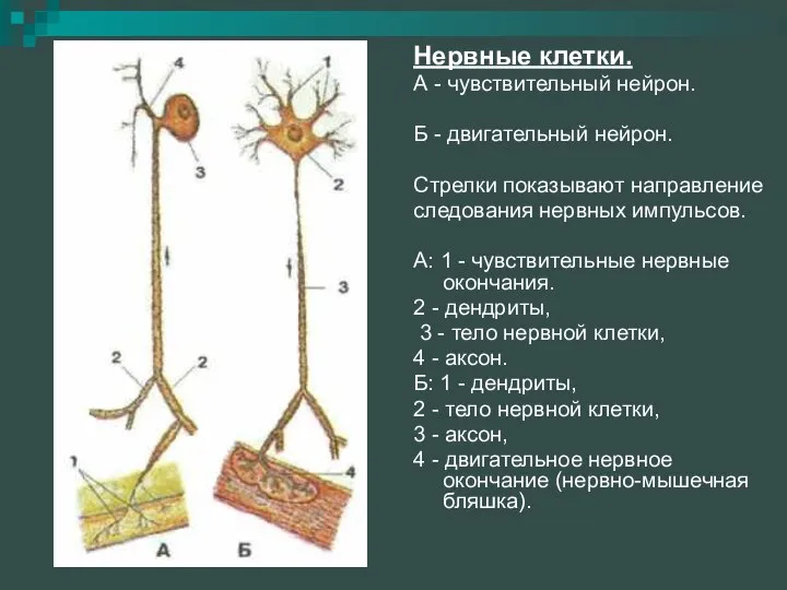 Нервные клетки. А - чувствительный нейрон. Б - двигательный нейрон. Стрелки