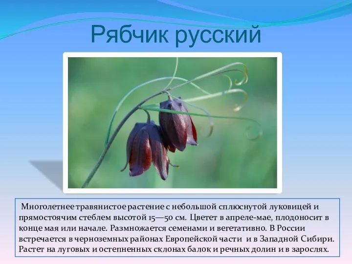 Рябчик русский Многолетнее травянистое растение с небольшой сплюснутой луковицей и прямостоячим