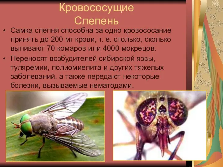 Кровососущие Слепень Самка слепня способна за одно кровососание принять до 200