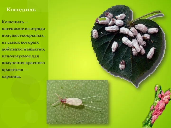 Кошениль— насекомое из отряда полужесткокрылых, из самок которых добывают вещество, используемое