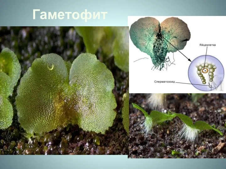 Гаметофит Гаметофит, называемый заростком - тонкая зеленая пластинка диаметром обычно ок.