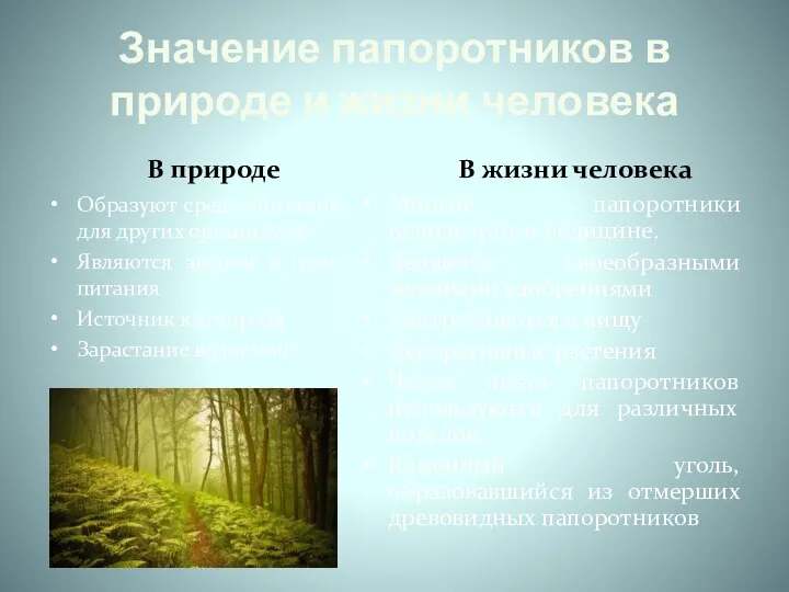 Значение папоротников в природе и жизни человека В природе Образуют среду