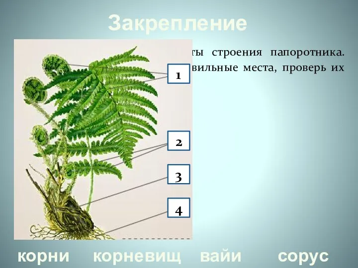 Закрепление Определите основные элементы строения папоротника. Поместите их названия на правильные