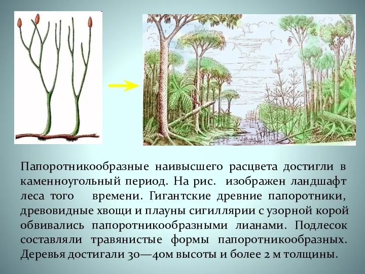 Папоротникообразные наивысшего расцвета достигли в каменноугольный период. На рис. изображен ландшафт