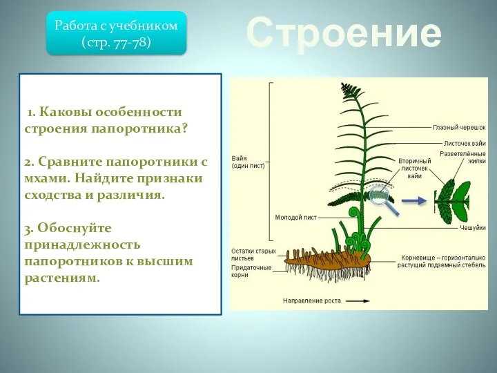 Строение Папоротниковидные – отдел высших растений, известный с девона. В отличие