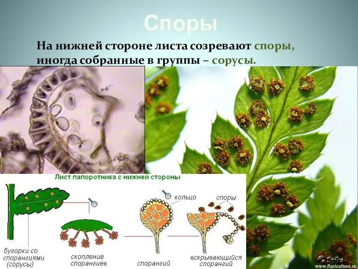 Споры На нижней стороне листа созревают споры, иногда собранные в группы – сорусы.