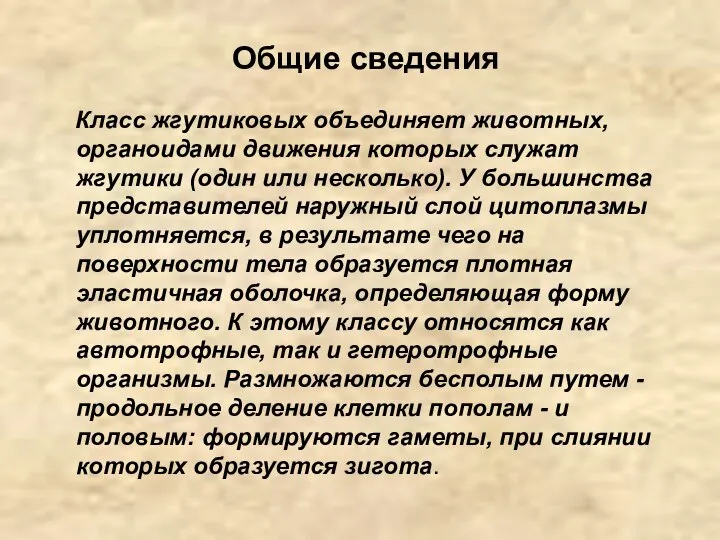 Общие сведения Класс жгутиковых объединяет животных, органоидами движения которых служат жгутики