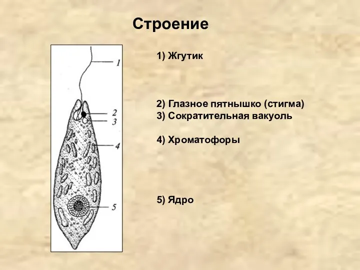 1) Жгутик 2) Глазное пятнышко (стигма) 3) Сократительная вакуоль 4) Хроматофоры 5) Ядро Строение