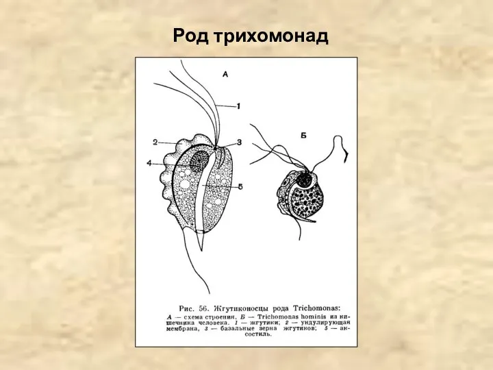 Род трихомонад