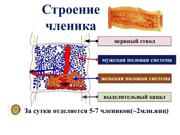 Строение членика За сутки отделяется 5-7 члеников(~2млн.яиц)