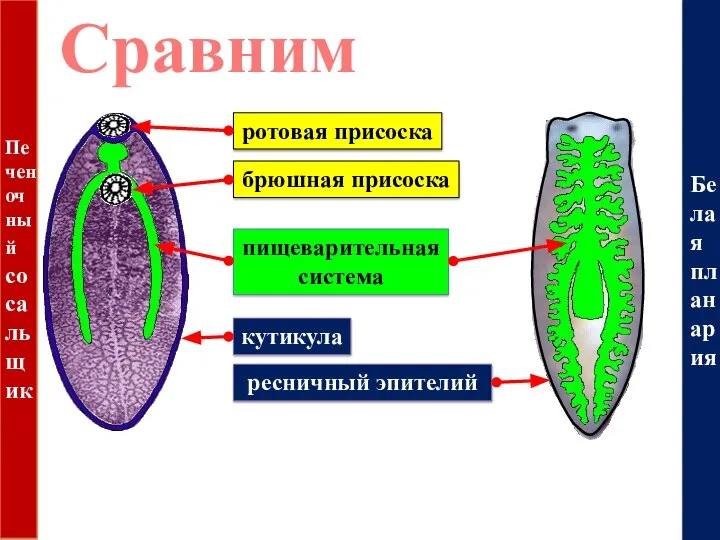 Белая планария Печеночный сосальщик Сравним