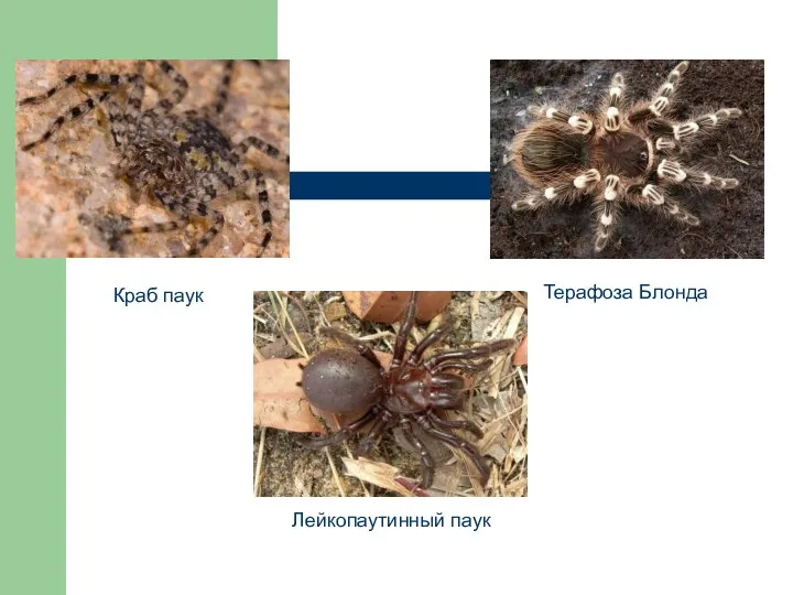 Краб паук Терафоза Блонда Лейкопаутинный паук