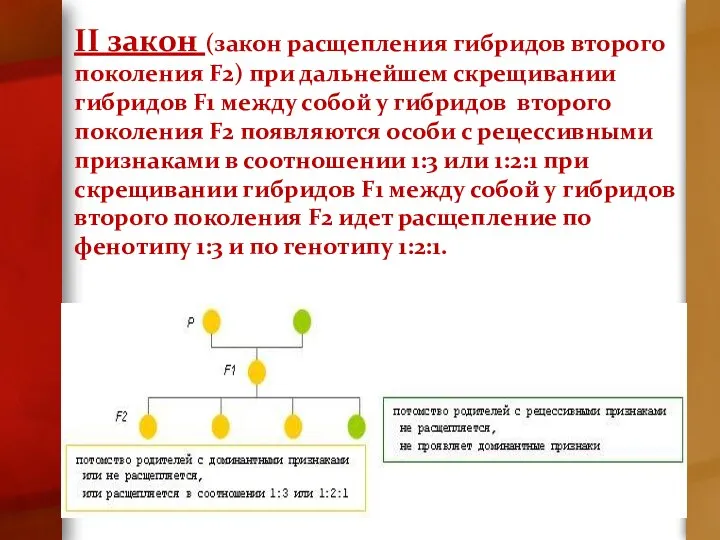 II закон (закон расщепления гибридов второго поколения F2) при дальнейшем скрещивании