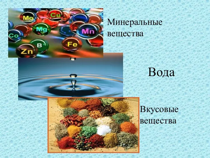 Минеральные вещества Вода Вкусовые вещества