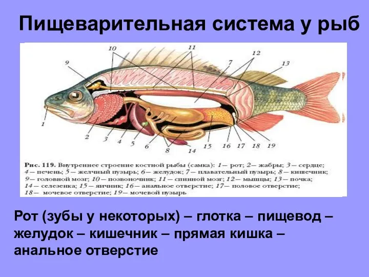 Пищеварительная система у рыб Рот (зубы у некоторых) – глотка –