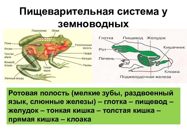 Пищеварительная система у земноводных Ротовая полость (мелкие зубы, раздвоенный язык, слюнные