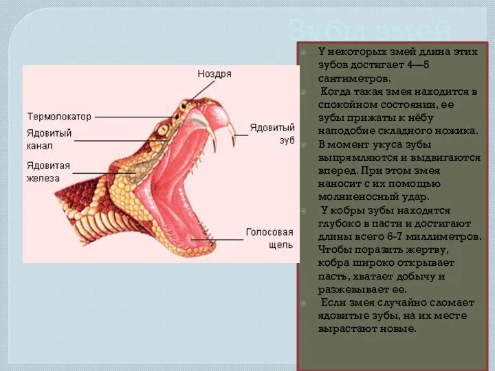 Зубы змей У некоторых змей длина этих зубов достигает 4—5 сантиметров.