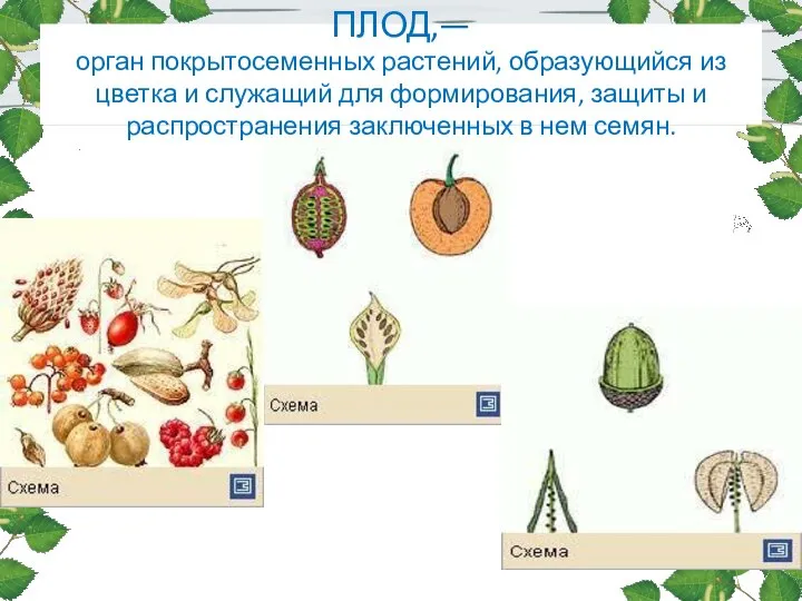 ПЛОД,— орган покрытосеменных растений, образующийся из цветка и служащий для формирования,