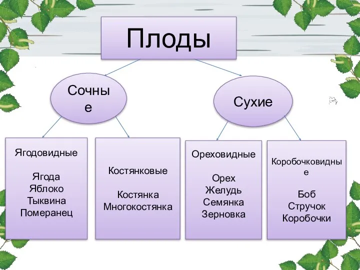 Плоды Плоды Сочные Сухие Ягодовидные Ягода Яблоко Тыквина Померанец Костянковые Костянка