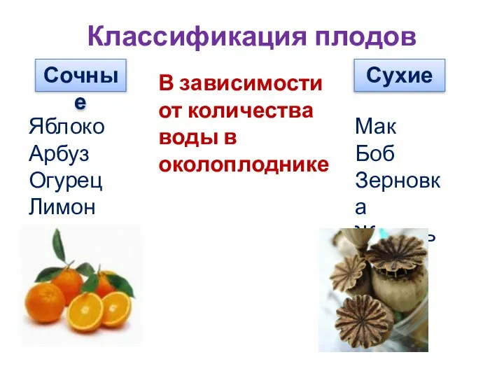 Классификация плодов Сочные Сухие В зависимости от количества воды в околоплоднике