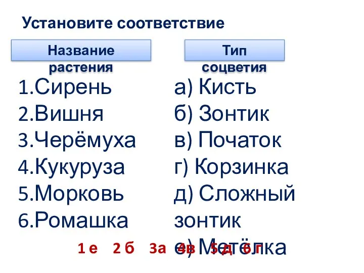 Установите соответствие Название растения Тип соцветия 1.Сирень 2.Вишня 3.Черёмуха 4.Кукуруза 5.Морковь