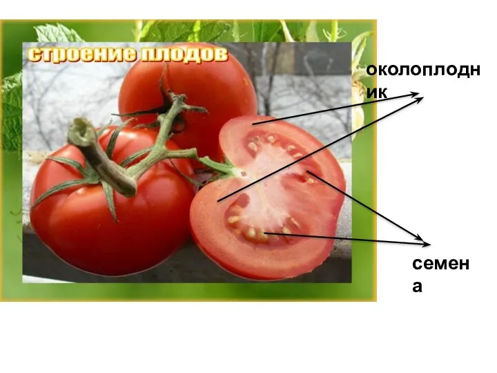 околоплодник семена