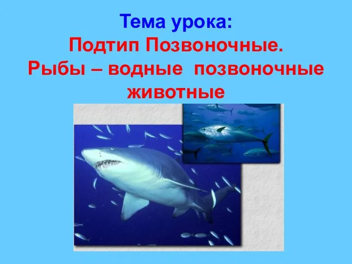 Тема урока: Подтип Позвоночные. Рыбы – водные позвоночные животные