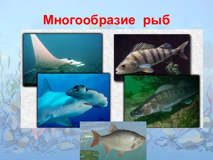 Многообразие рыб