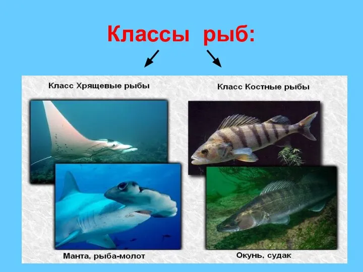 Классы рыб: