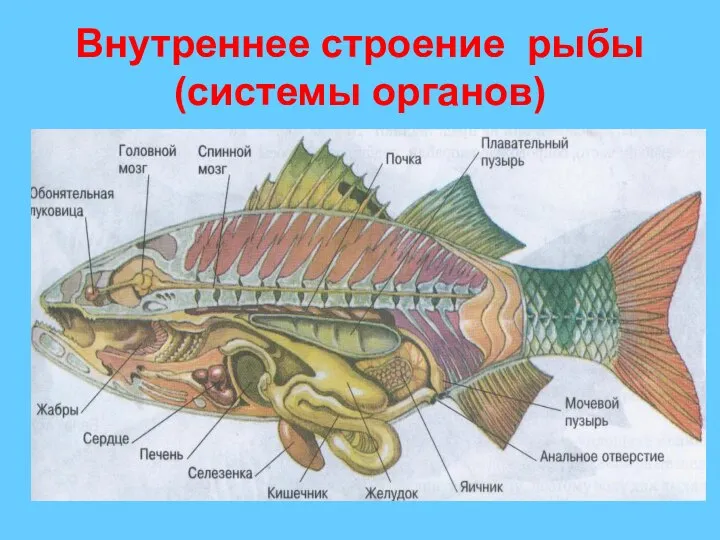 Внутреннее строение рыбы (системы органов)