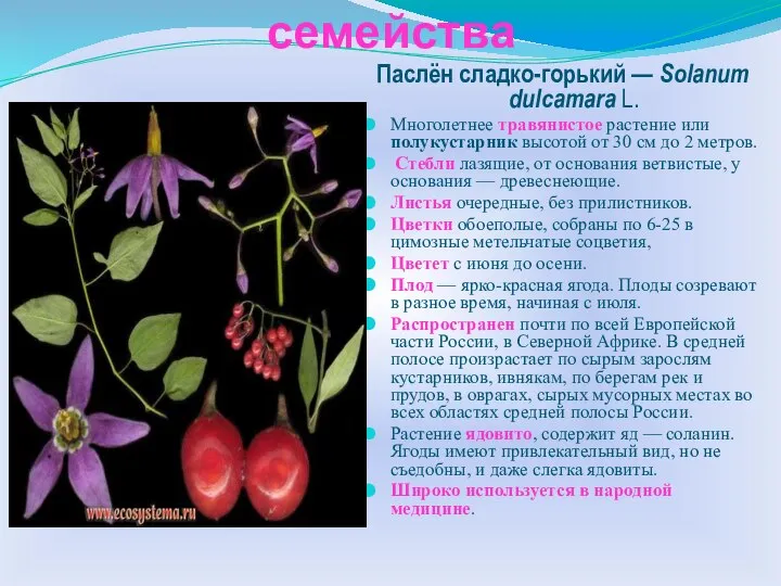 Многообразие растений семейства Паслён сладко-горький — Solanum dulcamara L. Многолетнее травянистое