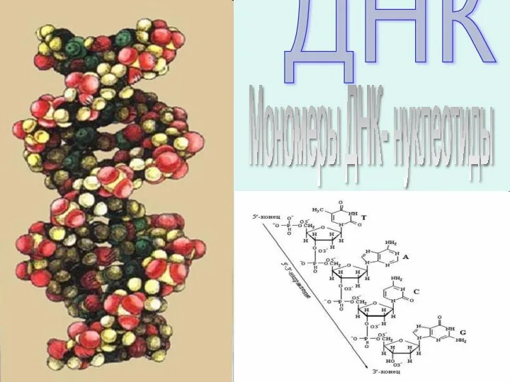 ДНК Мономеры ДНК- нуклеотиды