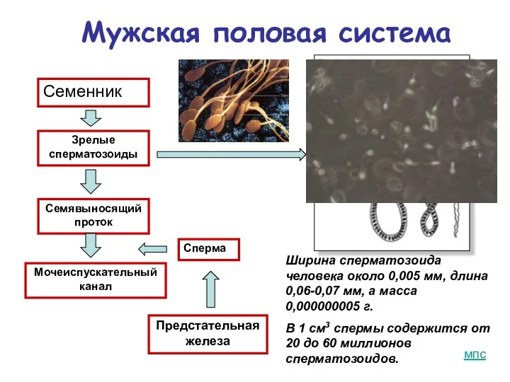 Мужская половая система Семенник Семявыносящий проток Сперма Предстательная железа Мочеиспускательный канал