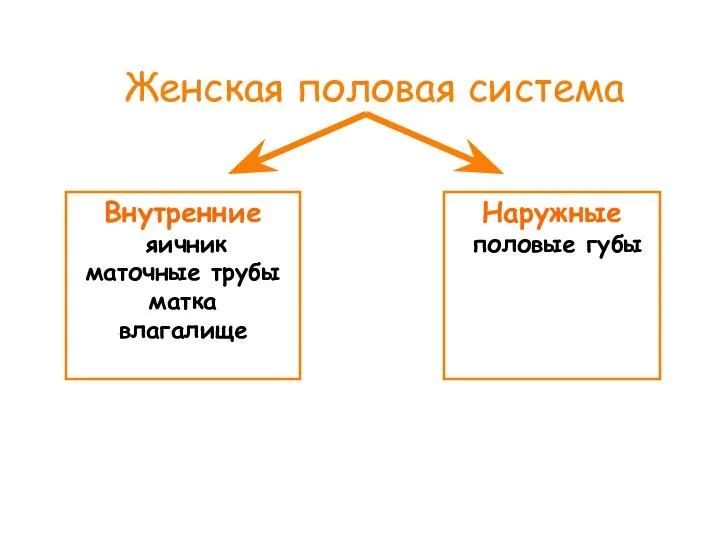 Женская половая система Внутренние яичник маточные трубы матка влагалище Наружные половые губы