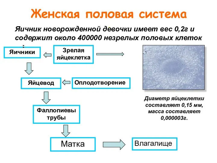 . Яичники Зрелая яйцеклетка Оплодотворение Влагалище Яйцевод Матка Фаллопиевы трубы Диаметр