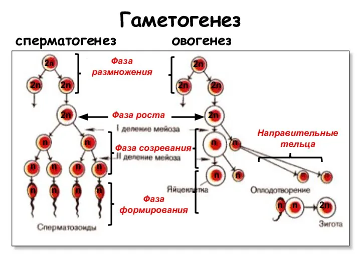 Гаметогенез сперматогенез овогенез Фаза размножения Фаза роста Фаза созревания Направительные тельца