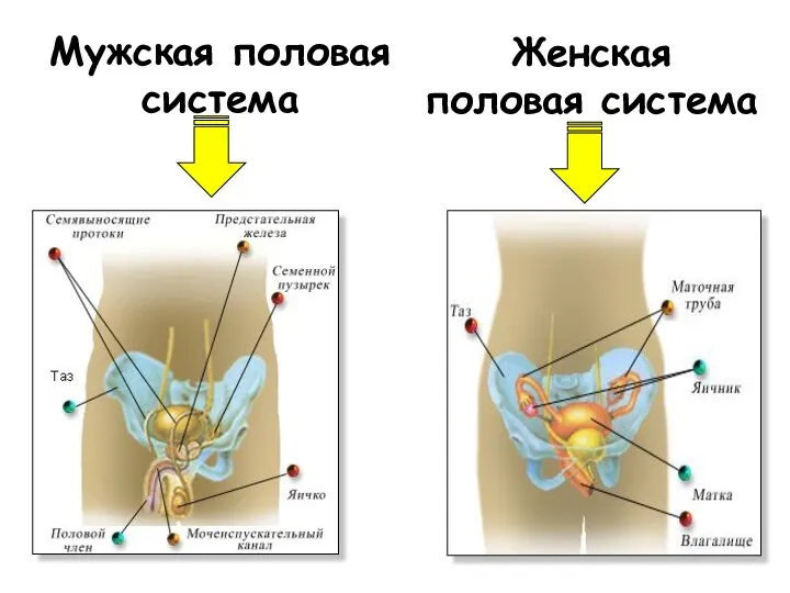 Мужская половая система Женская половая система