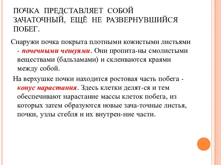 ПОЧКА ПРЕДСТАВЛЯЕТ СОБОЙ ЗАЧАТОЧНЫЙ, ЕЩЁ НЕ РАЗВЕРНУВШИЙСЯ ПОБЕГ. Снаружи почка покрыта