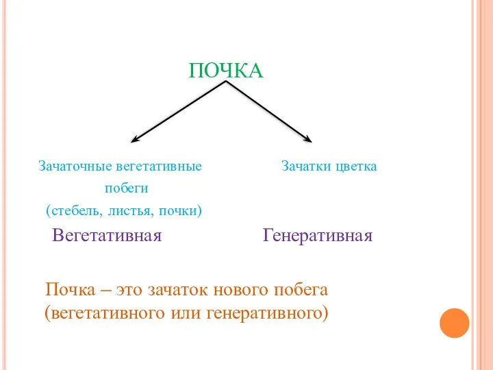 ПОЧКА Зачаточные вегетативные Зачатки цветка побеги (стебель, листья, почки) Вегетативная Генеративная