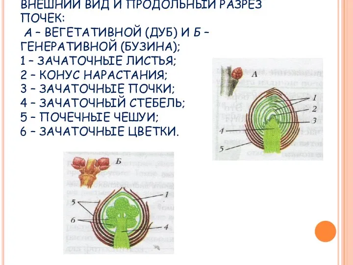 ВНЕШНИЙ ВИД И ПРОДОЛЬНЫЙ РАЗРЕЗ ПОЧЕК: А – ВЕГЕТАТИВНОЙ (ДУБ) И