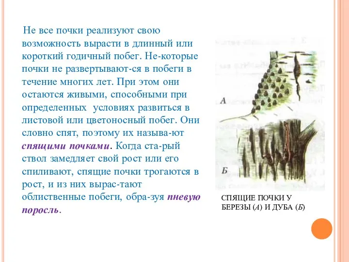 СПЯЩИЕ ПОЧКИ У БЕРЕЗЫ (А) И ДУБА (Б) Не все почки