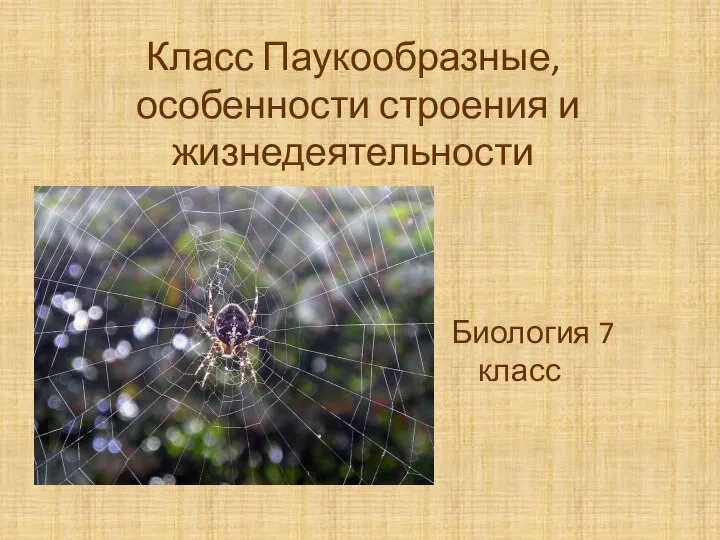 Класс Паукообразные, особенности строения и жизнедеятельности Биология 7 класс