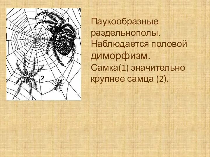 Паукообразные раздельнополы. Наблюдается половой диморфизм. Самка(1) значительно крупнее самца (2).