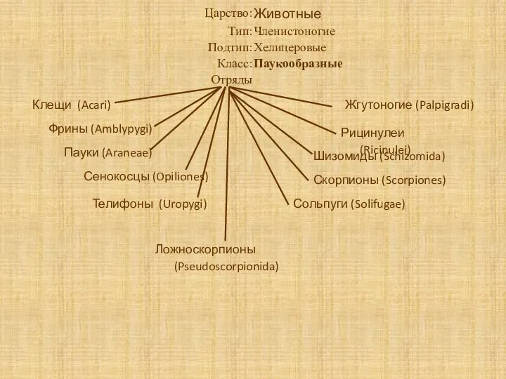 Клещи (Acari) Фрины (Amblypygi) Пауки (Araneae) Сенокосцы (Opiliones) Жгутоногие (Palpigradi) Ложноскорпионы