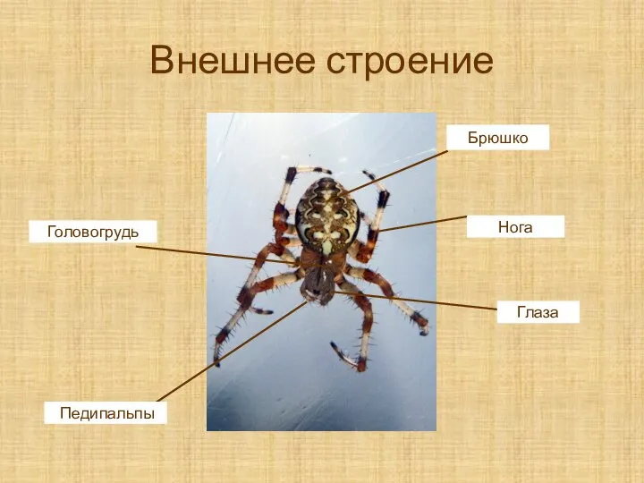 Внешнее строение Брюшко Нога Головогрудь Педипальпы Глаза