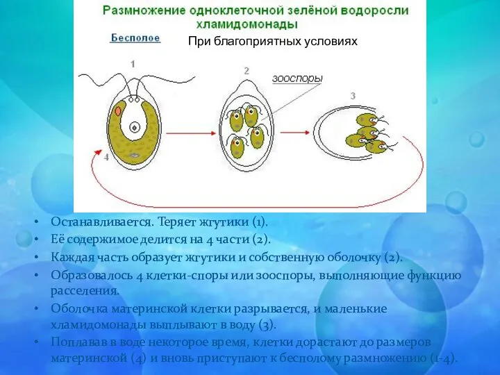 Останавливается. Теряет жгутики (1). Её содержимое делится на 4 части (2).